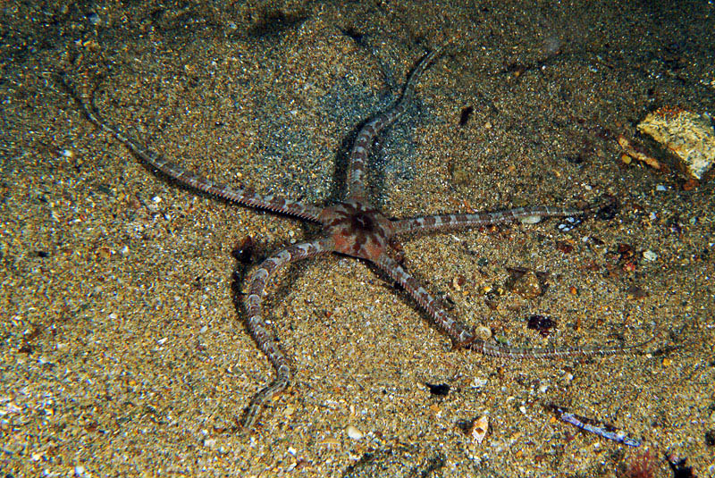 Ophioderma longicauda (Bruzelius, 1805)